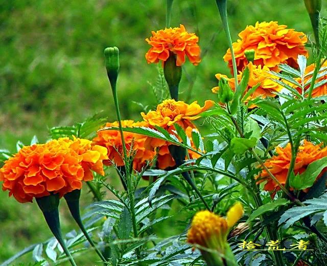 Marigolds, high ornamental value, versatile flowers iNEWS