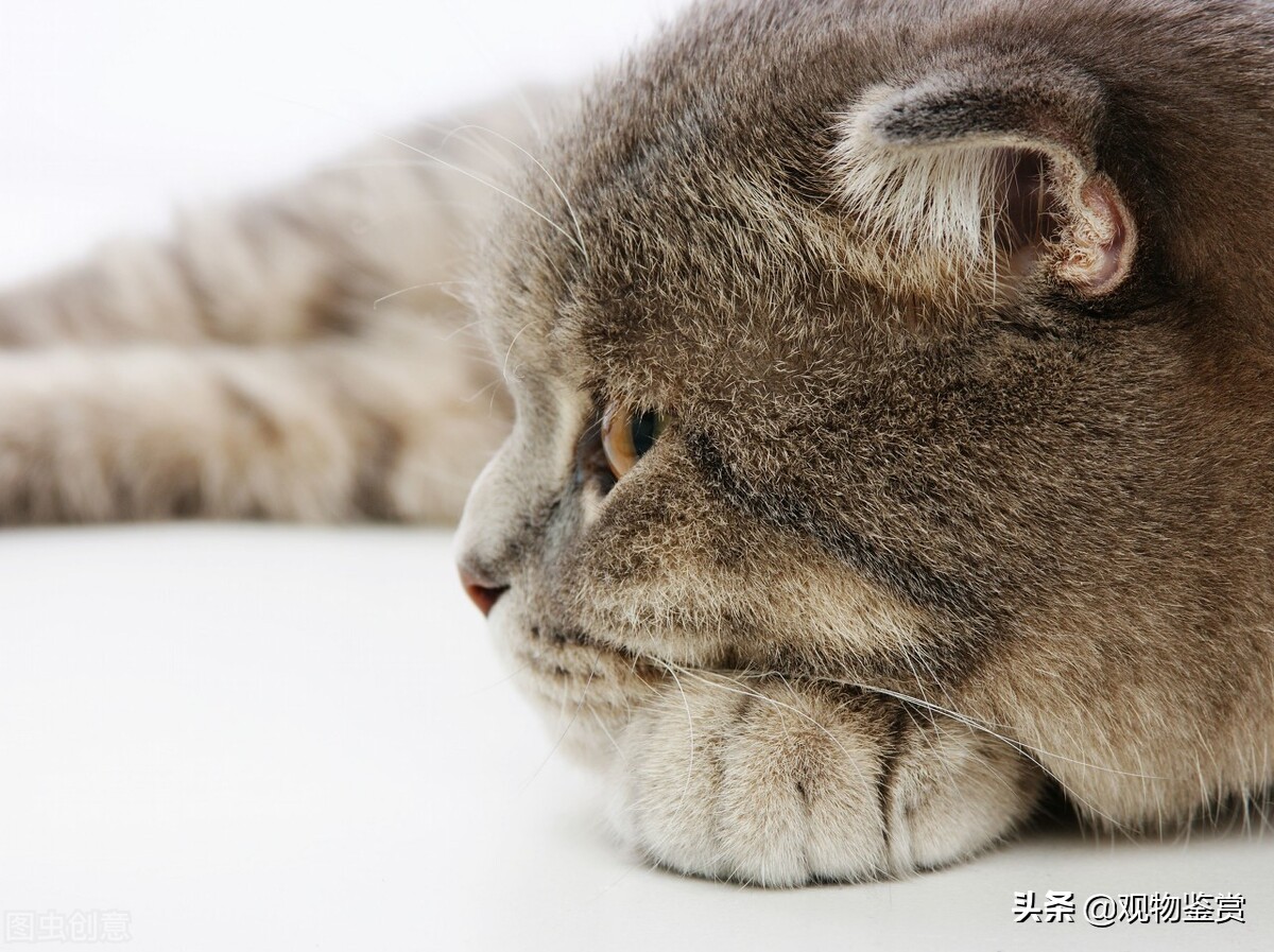 What breed is the black pad cat?What is the color of a cat's pads? iNEWS