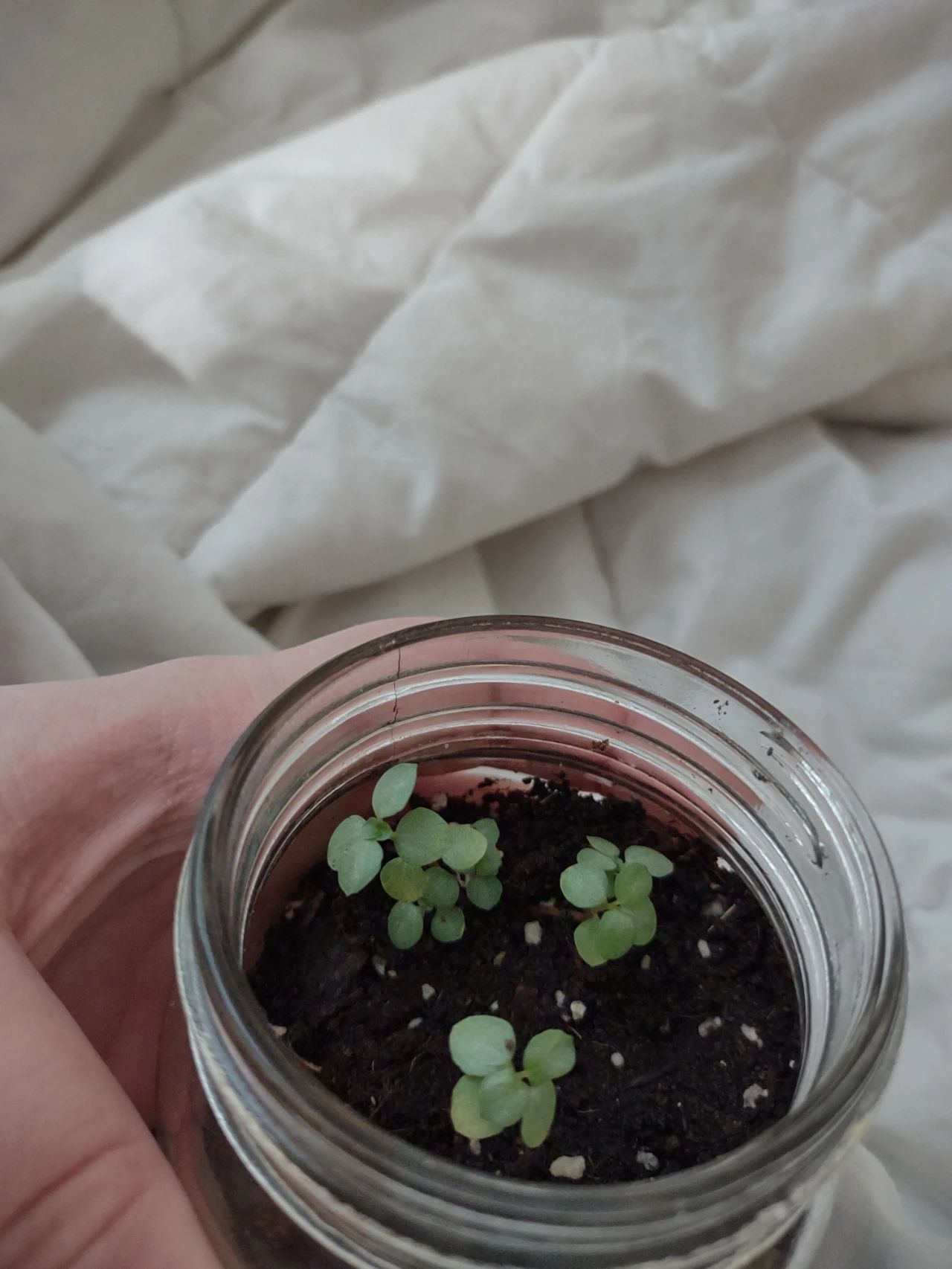 Graygreen coldwater flower soil culture and hydroponics test, petite