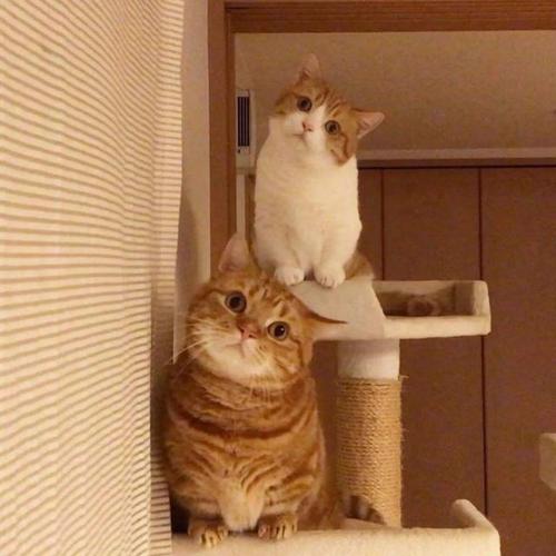 The cat tilts its head to look at you, not only to show cuteness to the