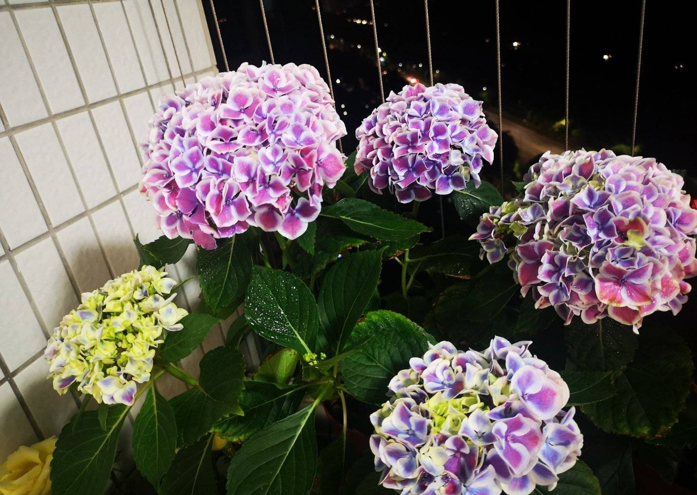 Raise hydrangeas and do "2 o'clock", the branches are full of flowers