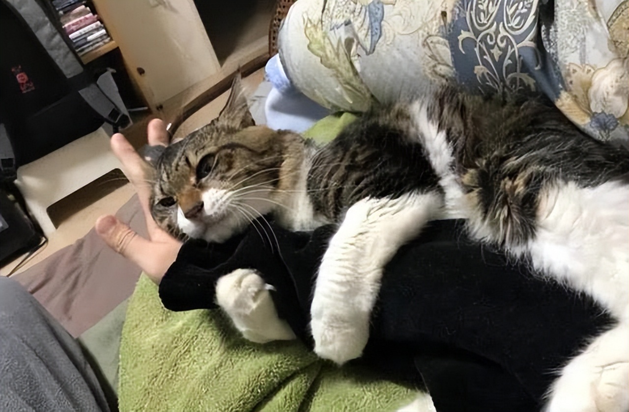 Cats always cling to their owners to sleep, besides loving you, there are other meanings! iNEWS