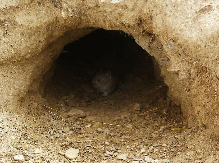 Pikachu is neither a mouse nor a rabbit, its prototype turned out to be ...