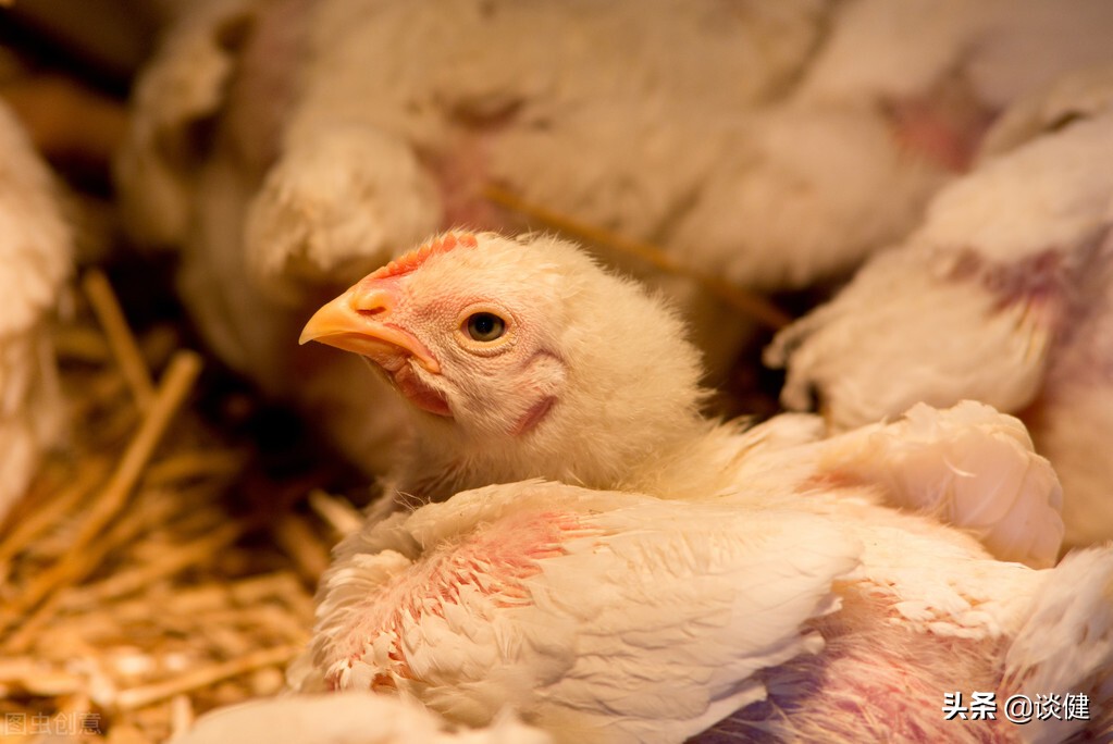 Eating chicken offal, chicken skin and chicken neck can cause cancer