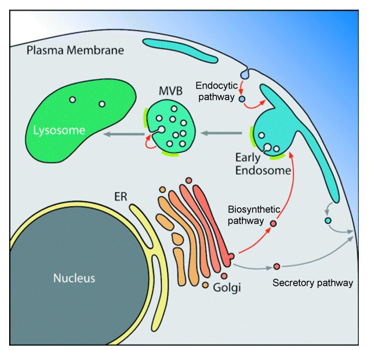 Regulation of membrane scission activity by ESCRT-III assembly in ...