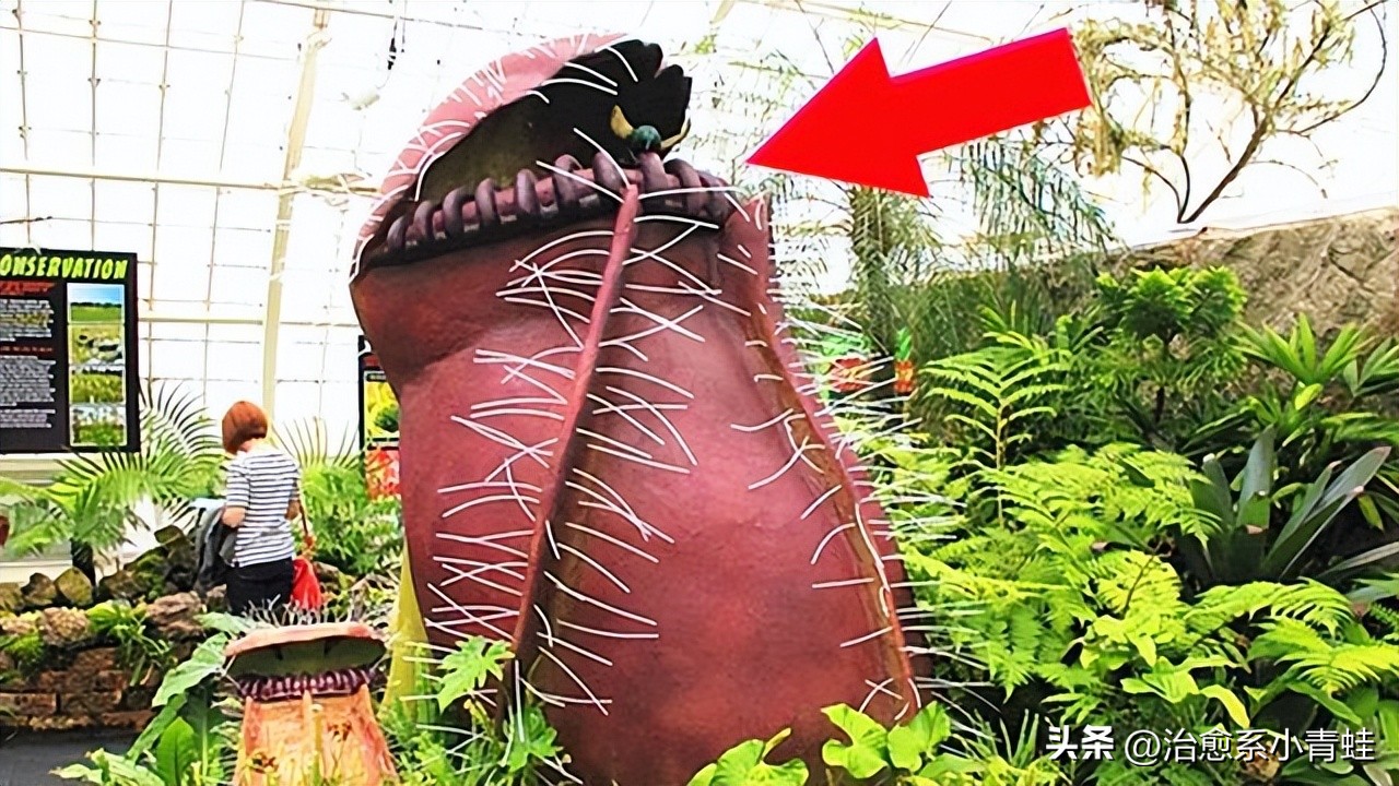 Nepenthes giant, the carnivorous plant that devours mice, does