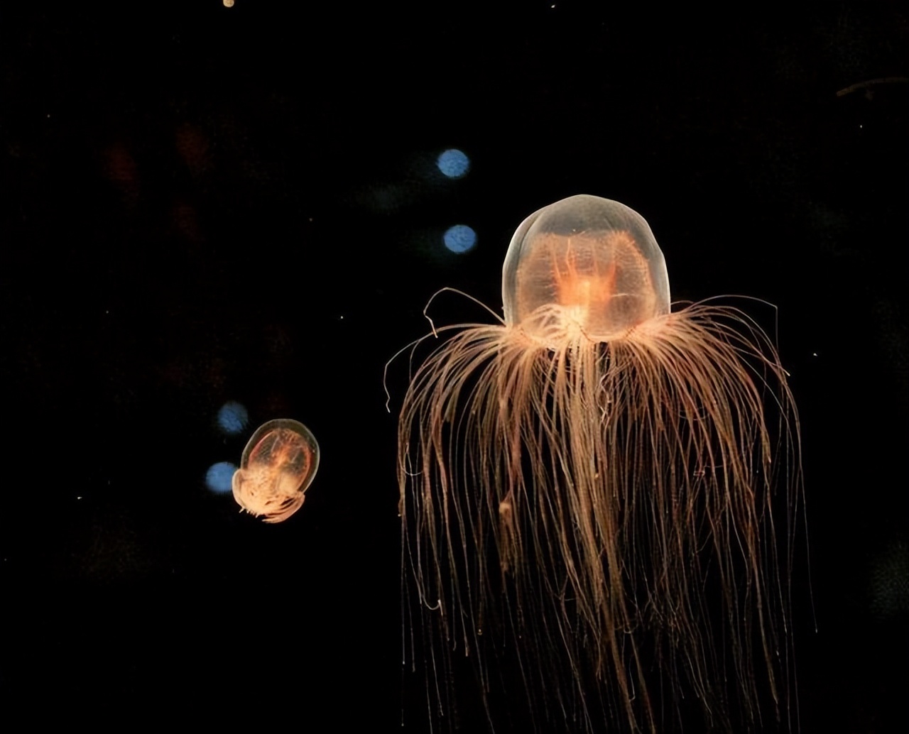 This animal can live forever, what magical code does it leave for human