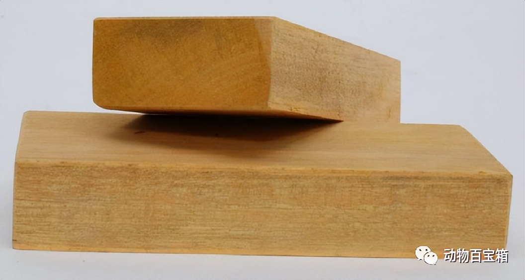 The lightest wood in the world, a woman can easily carry it, its mass