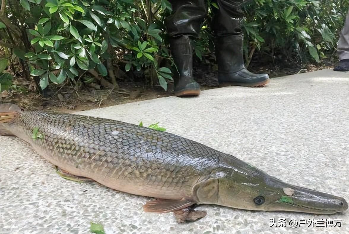 There are alligator gars released in the lake before, and scavengers