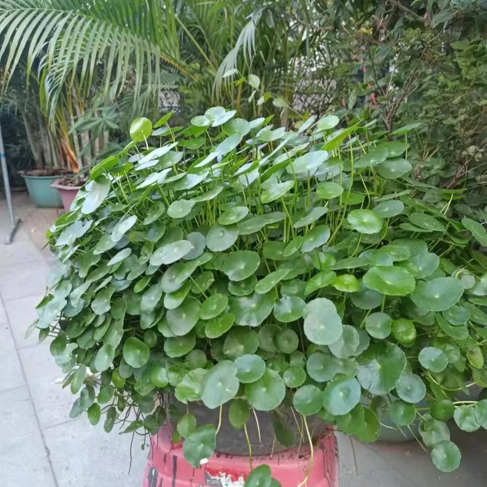 Raise a money tree and make a money tree copper money grass, dig a hole