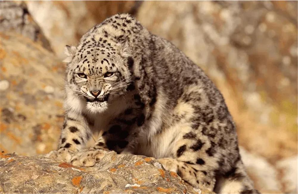 The 10-year-old snow leopard was attacked by 3 Tibetan mastiffs after ...