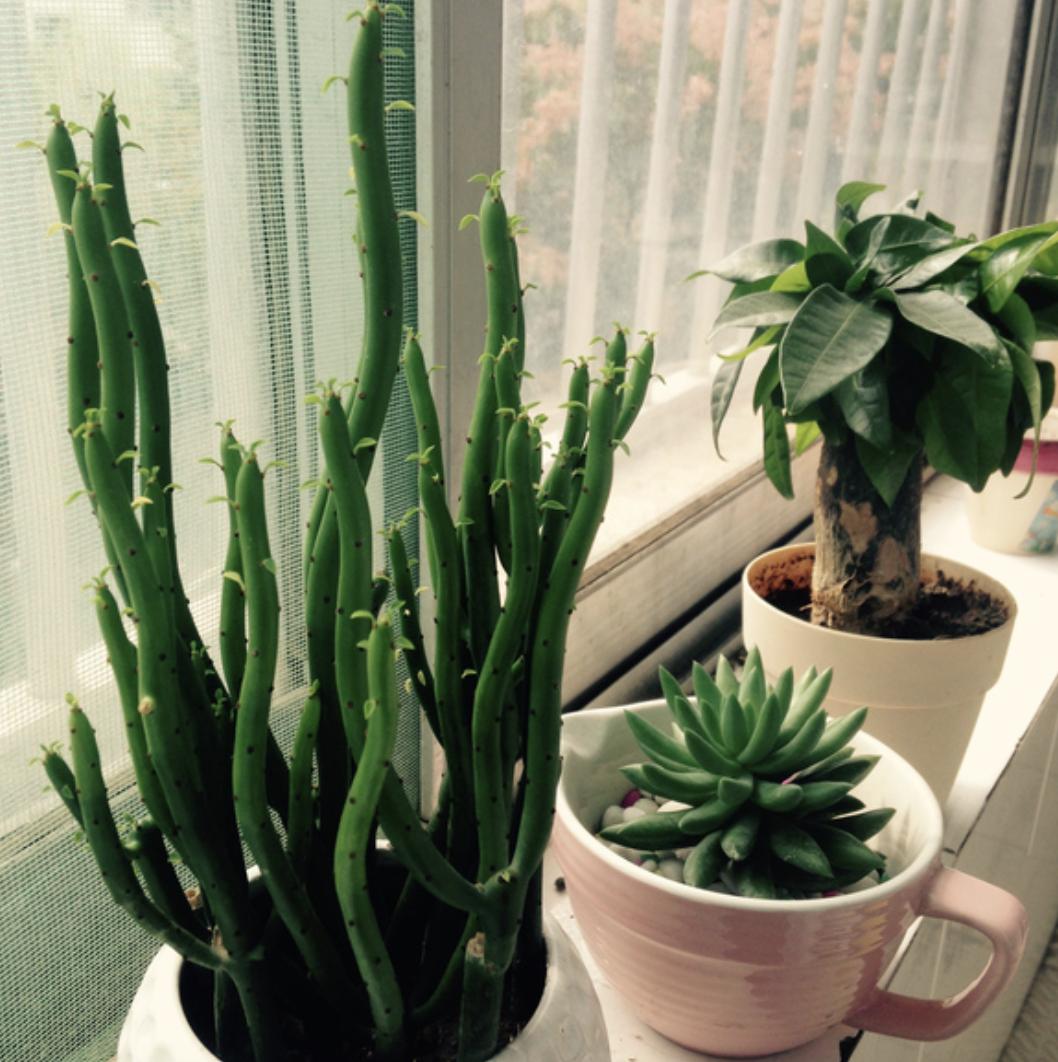 4 kinds of beautiful "big poisonous flowers", if you have them at home ...