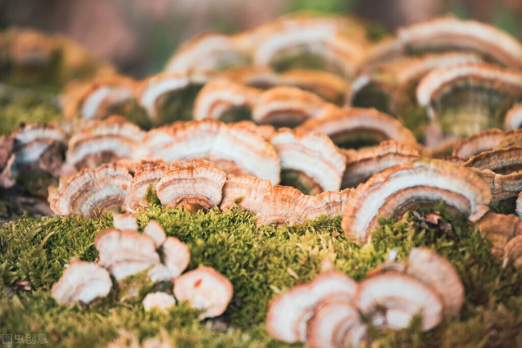 Yunnan wild mushroom known as