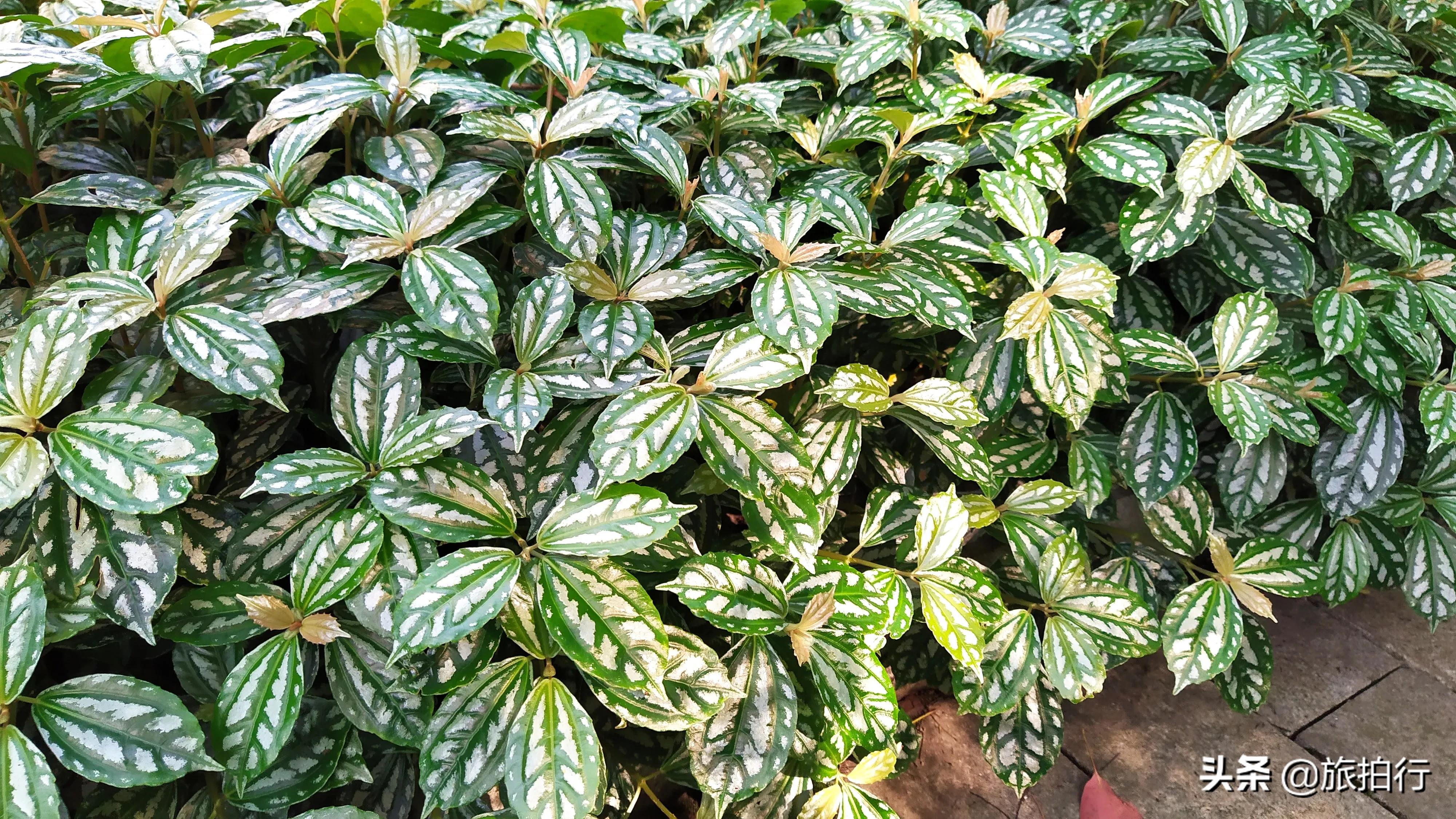 This plant is a cold water flower, hurry up and see how it is grown iNEWS