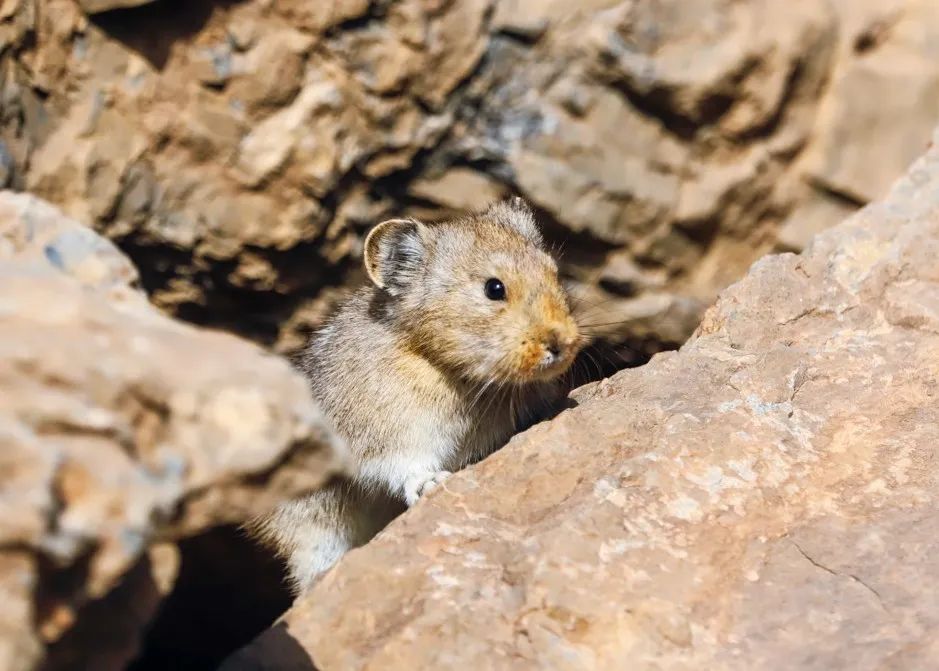 Pikachu is neither a mouse nor a rabbit, its prototype turned out to be ...