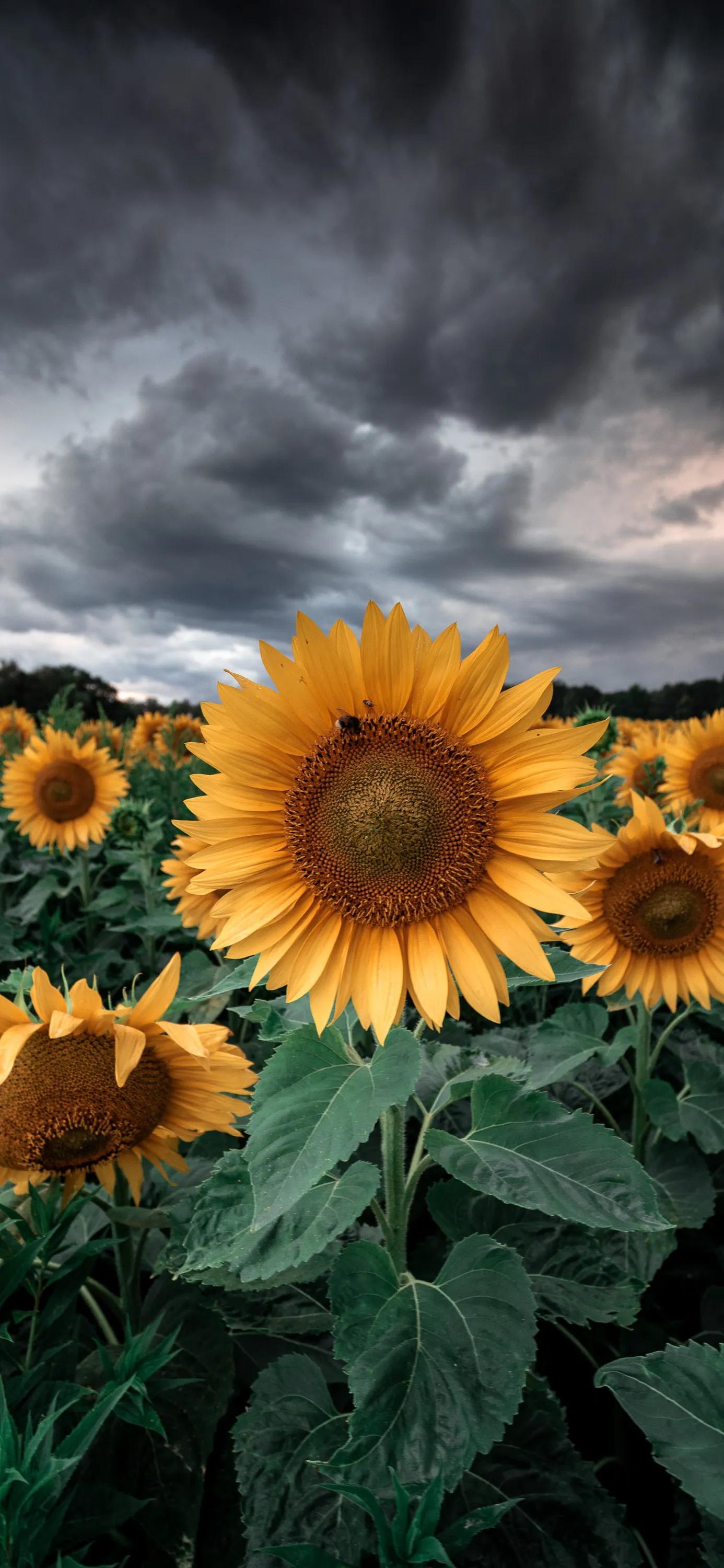 mess up a bunch of wallpapers iMedia