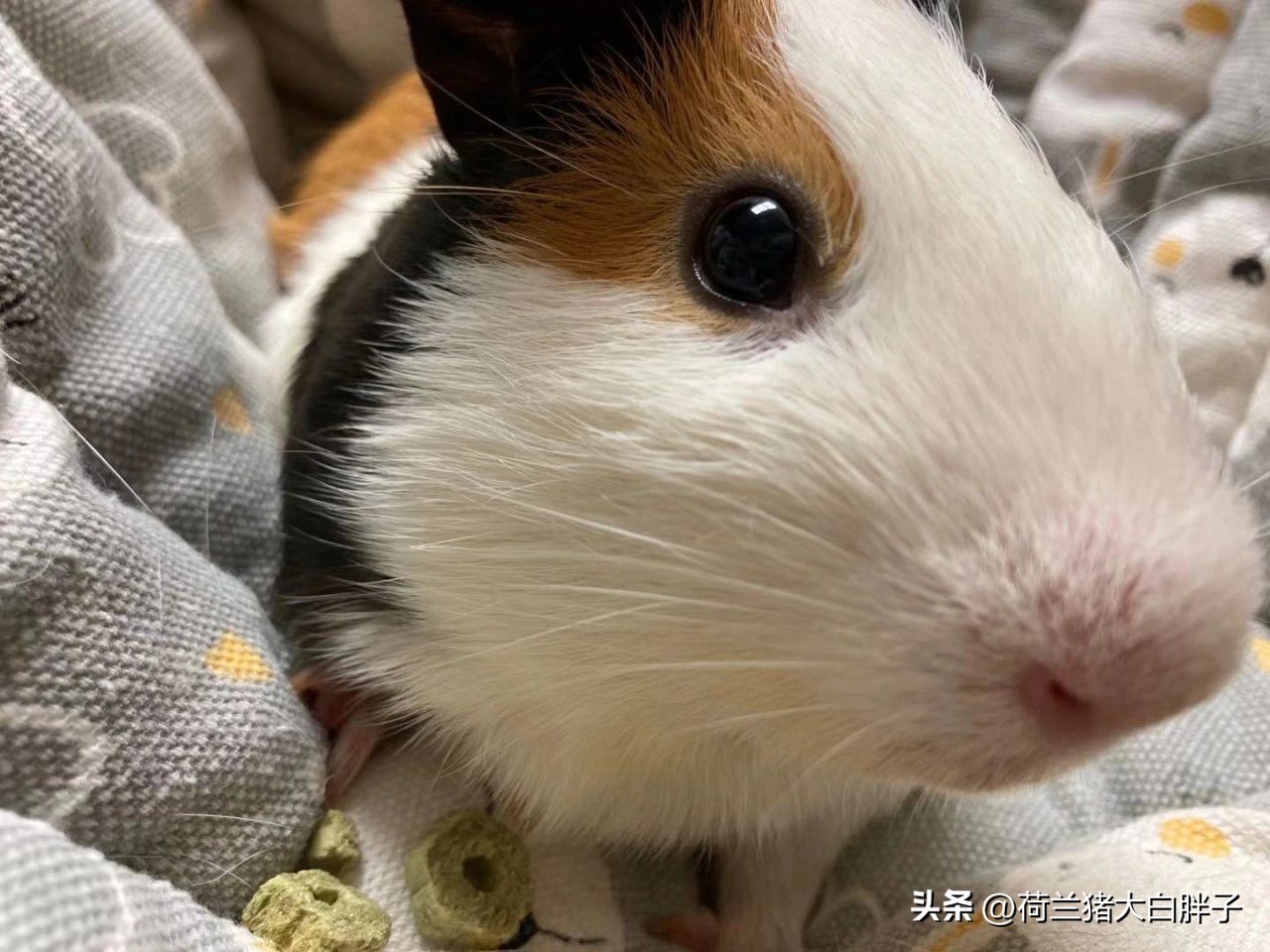 Why do guinea pigs use antibiotics with caution? iNEWS