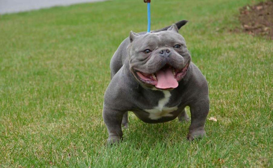 There are several kinds of dogs that are recognized as "nonaggressive" in the dog industry, and