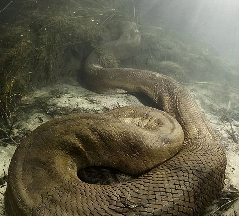 Two giant pythons, the Indian Reticulated Python and the Colombian ...