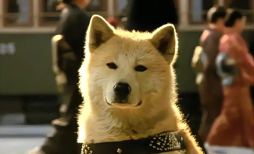 How does the plot and structure of the movie Hachiko shape the film's