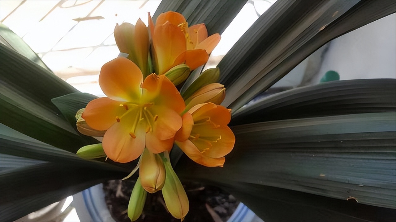 This kind of flower is "too greedy" and will stealthily "eat soil". iNEWS