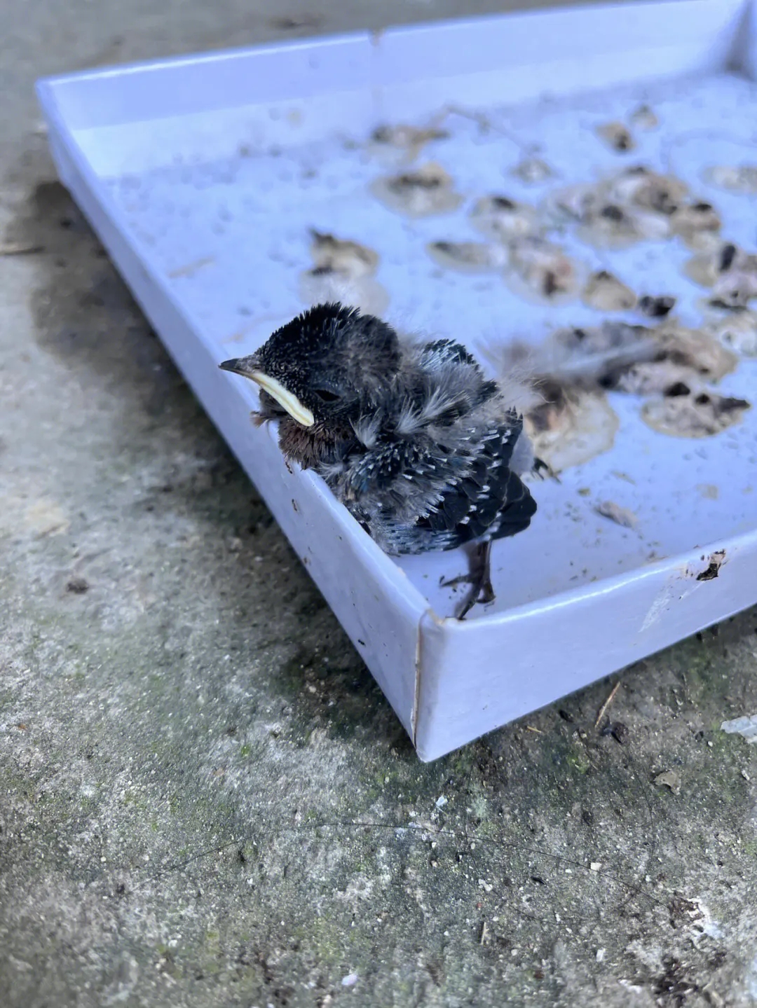 Swallows are obviously beneficial birds, why do some people say "never