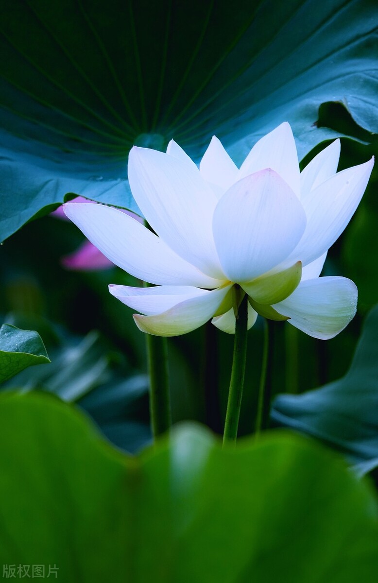 What happened to the tragic incident of the emperor's cousin "White