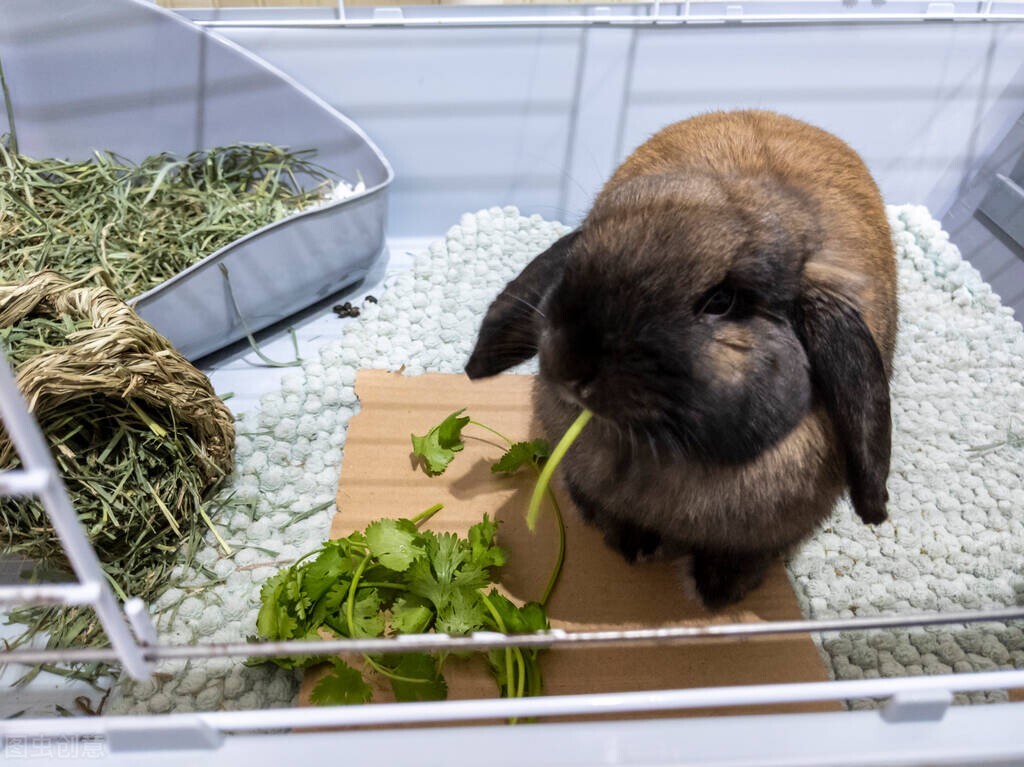 What should I do if the rabbit doesn't poop for a few days? iNEWS