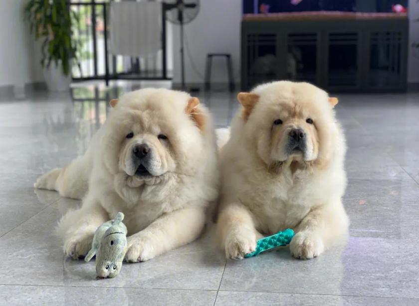 中國本地特產的松獅犬你了解多少? - 頭條匯