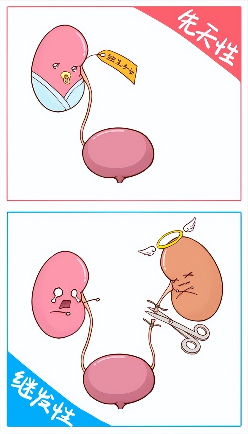 少一個「腎」，對身體有害嗎？一個腎和兩個腎，到底有什麼區別？