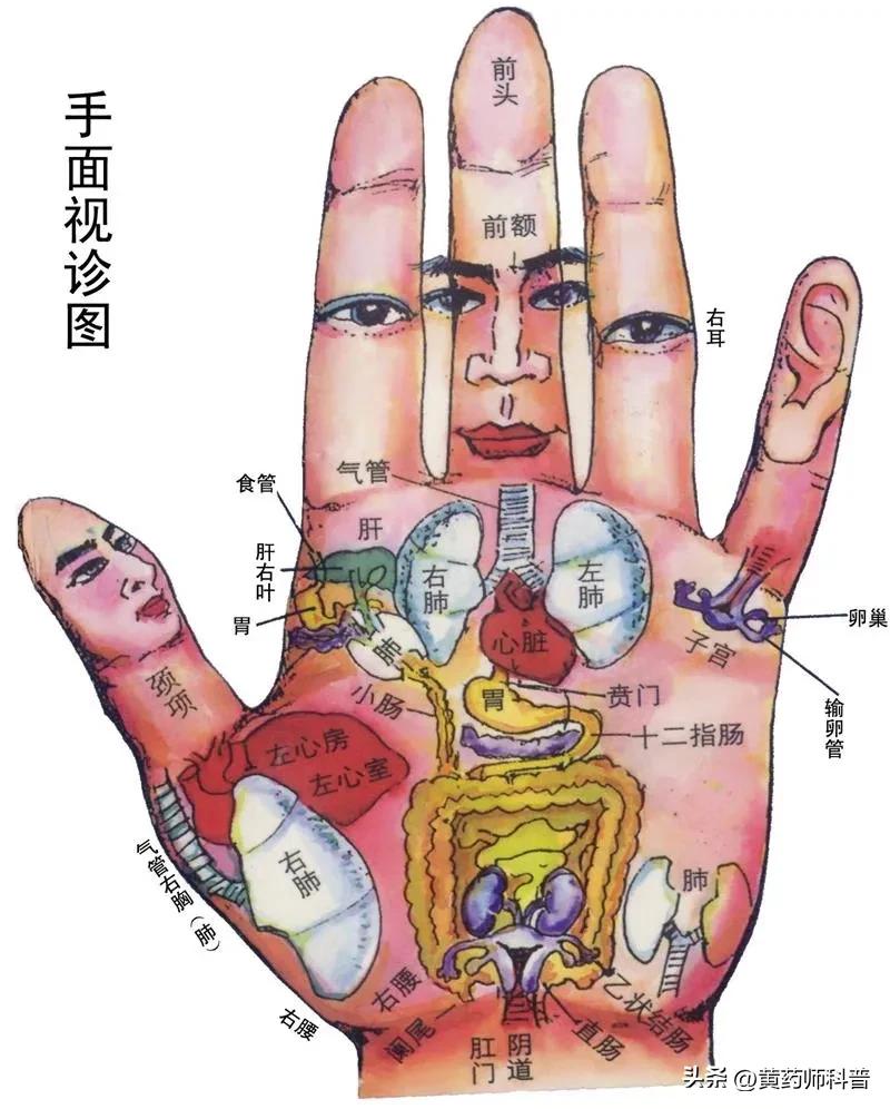 Human body holographic reflection area hand diagnosis map + hand ...