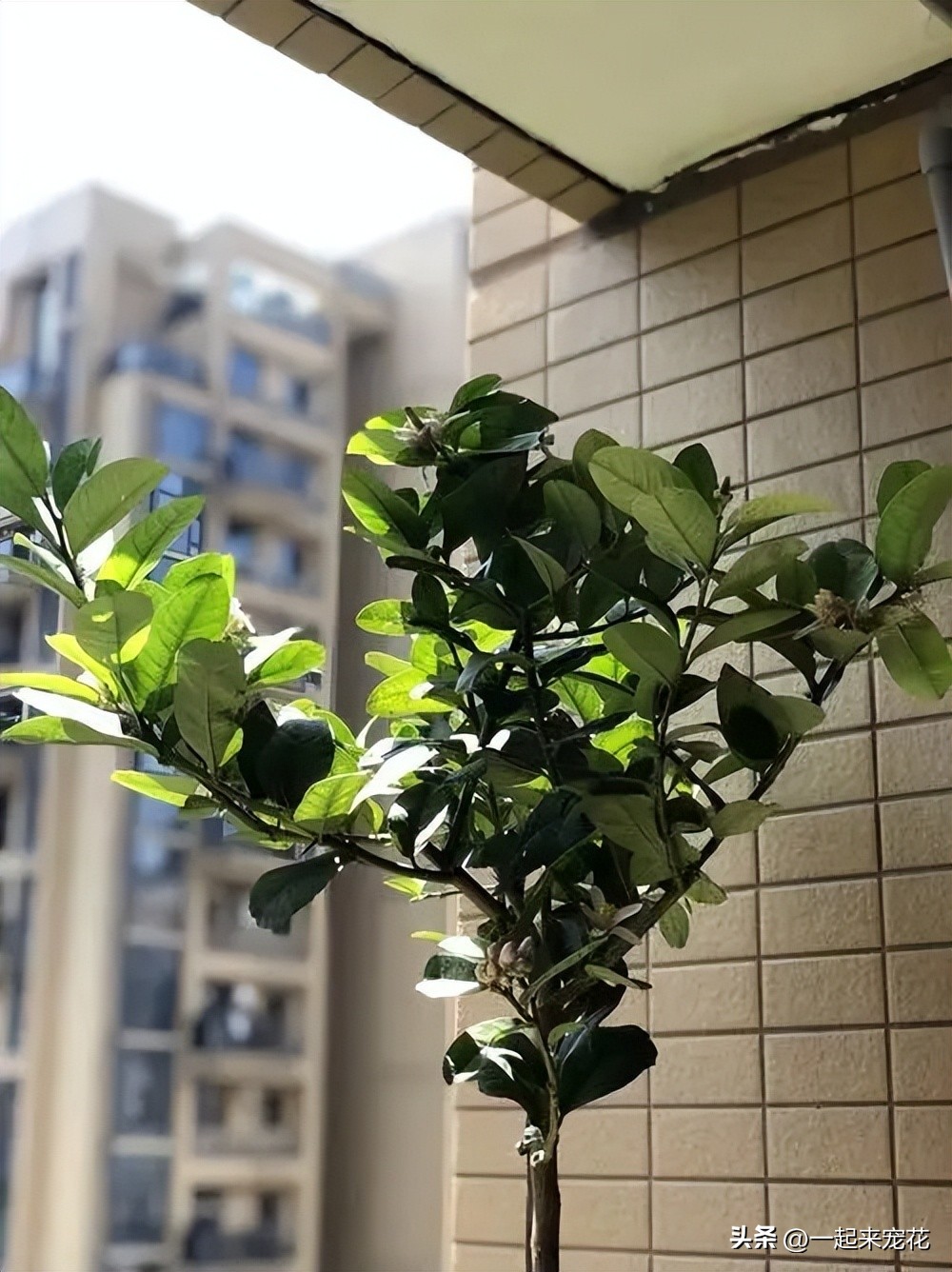 6 kinds of trees suitable for planting in the living room, lucky town