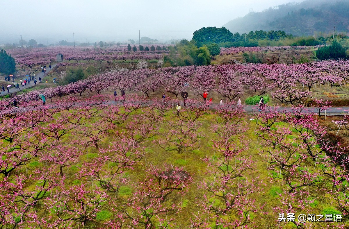 The first Taoyuan in the world to Xanadu, the classic Peach Blossom ...