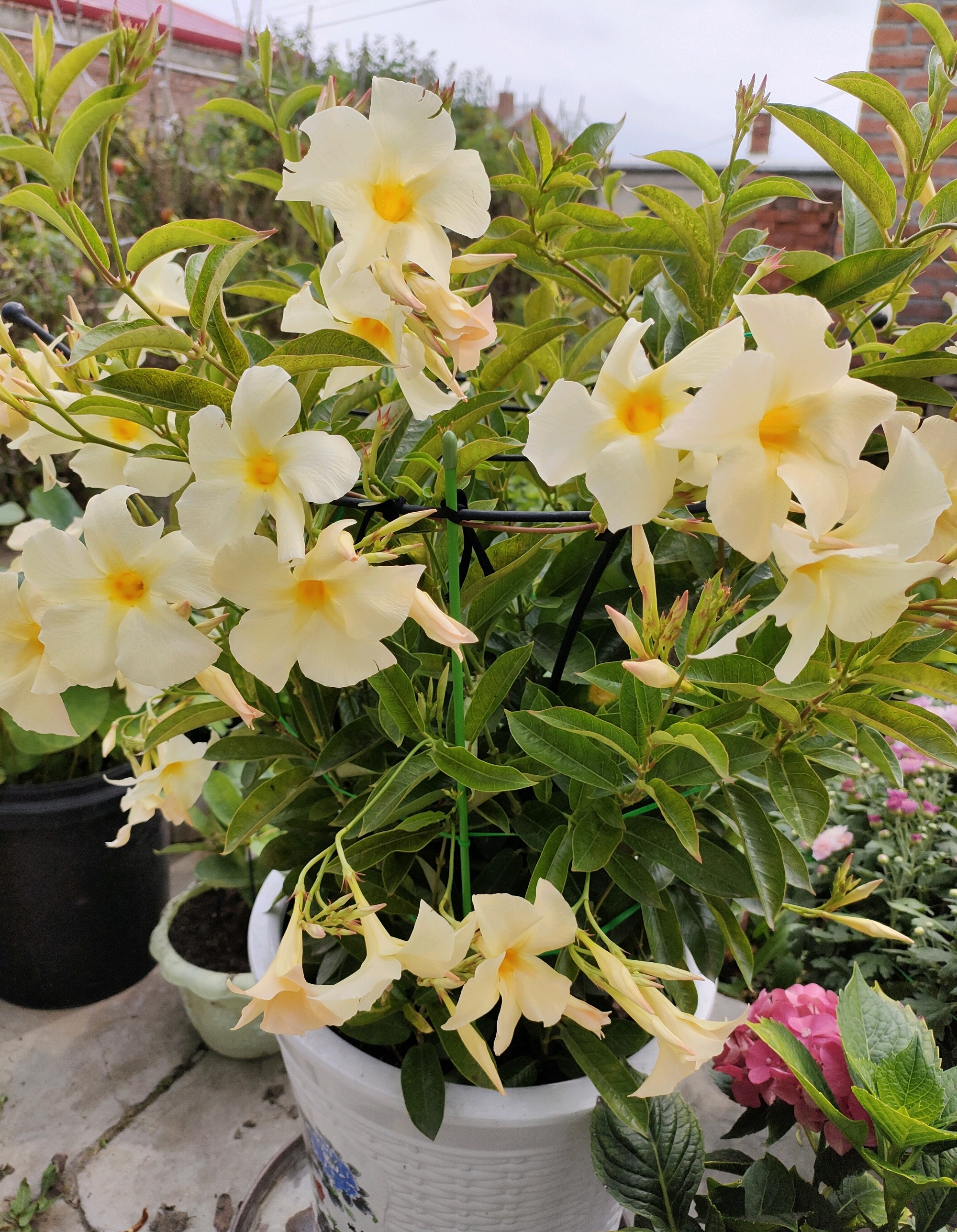 9 kinds of spicy flowers that "don't die in the sun", under the hot sun