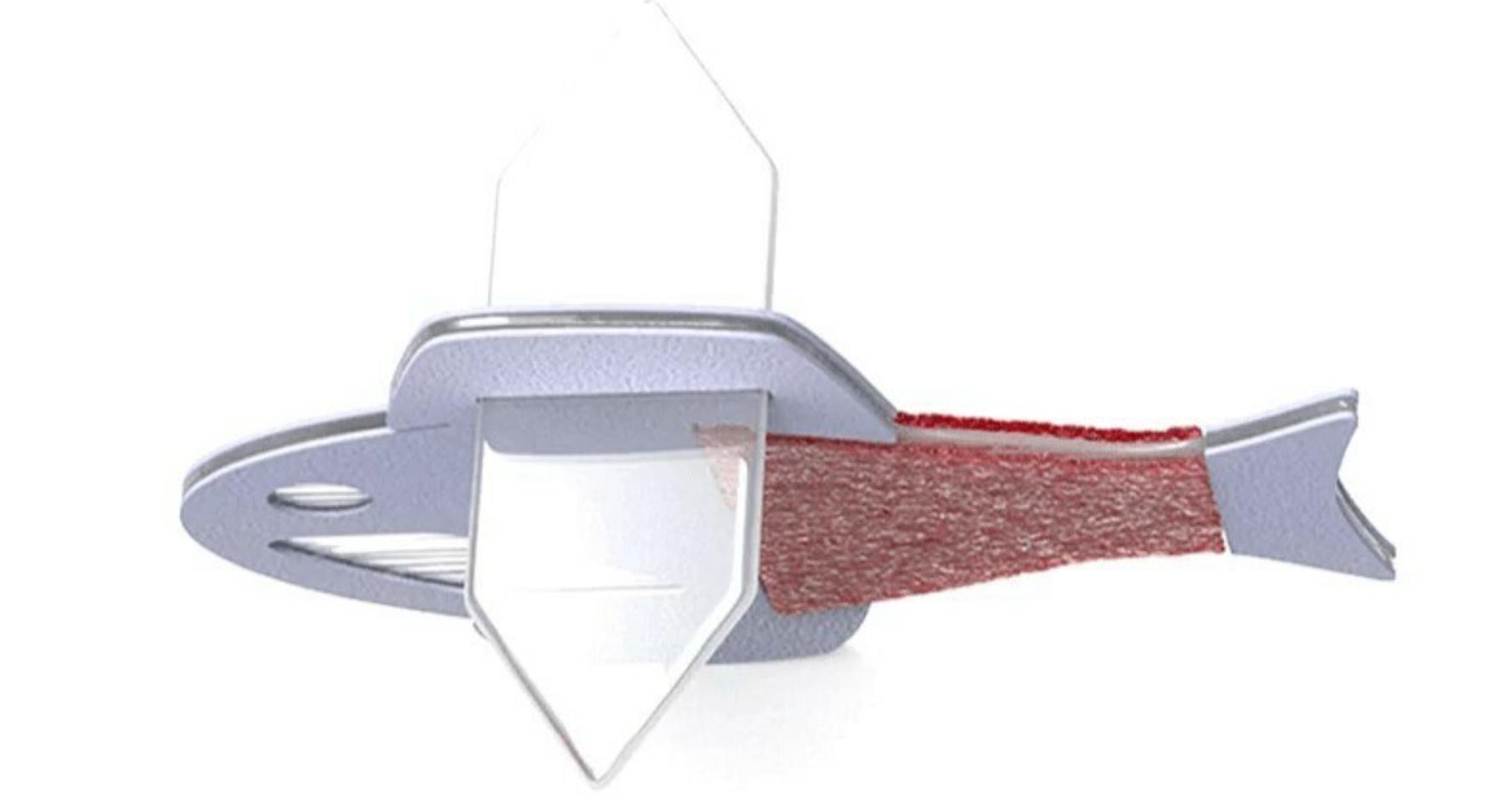 isei health: 'cyborg fish' powered by human heart cells aims to create ...