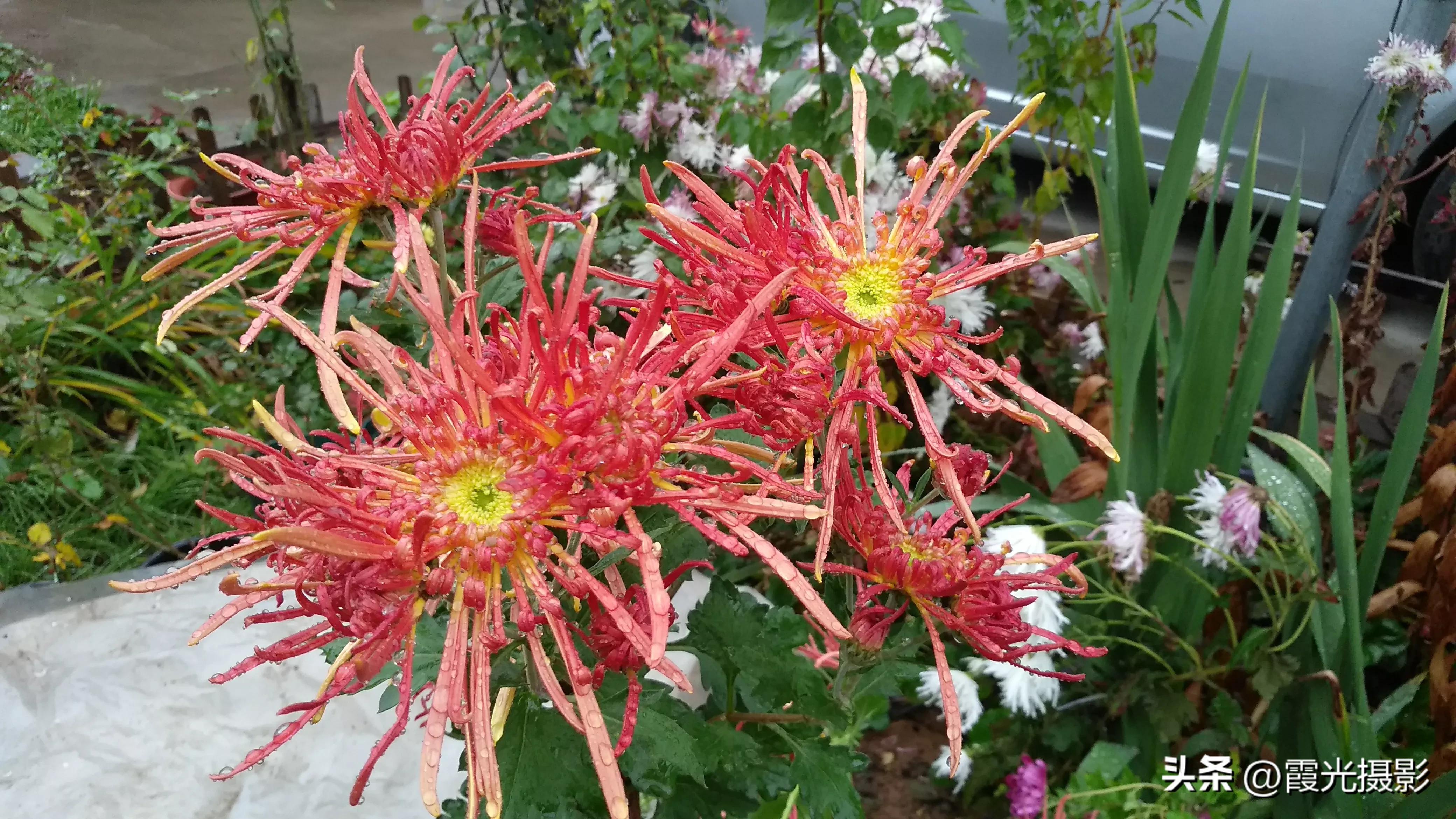 Which flower is your favorite in autumn?Let's enjoy the flowers that