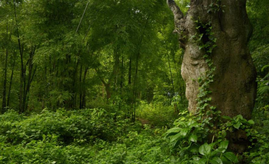 If an astronaut dies in space, will the body What kind of