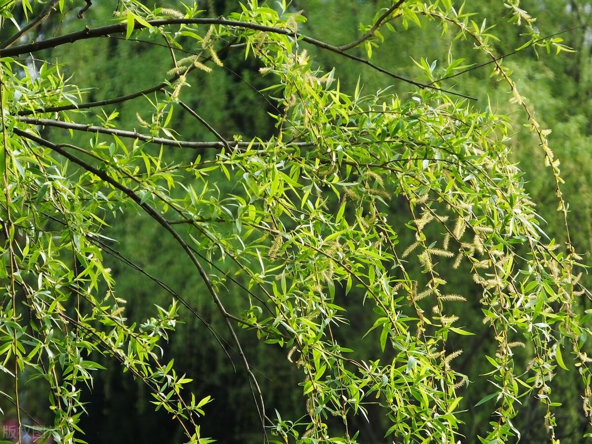 The willow tree in the six poems, with enchanting branches, expresses ...