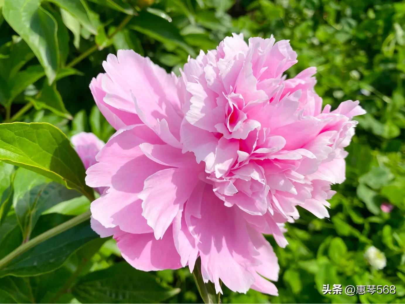 Shicong Huahai Lobster Festival iMedia