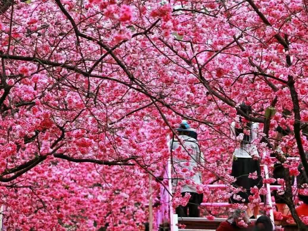 Flowers can be seen everywhere on the streets of Yunnan, "blooming to