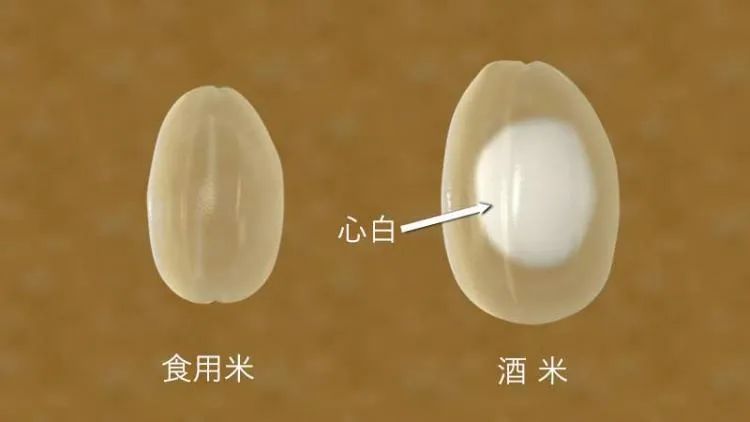 Sake brewing yoshimi - rice for sake brewing - iNEWS