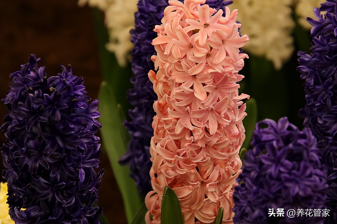 Are hyacinths poisonous?What types of hyacinths are there? iNEWS