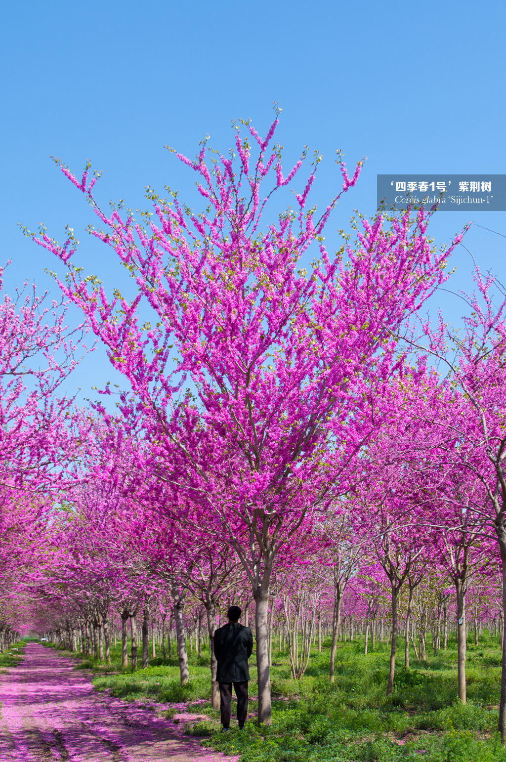 What Kind Of Tree Is The Four Seasons Spring No 1 Bauhinia Tree INEWS what-kind-of-tree-is-the-four-seasons-spring-no-1-bauhinia-tree-inews