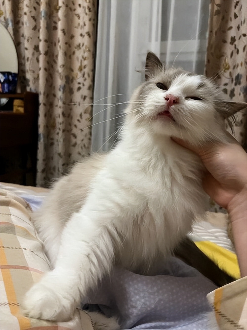 Do cats get parasites if they eat crickets? reveal the truth iNEWS