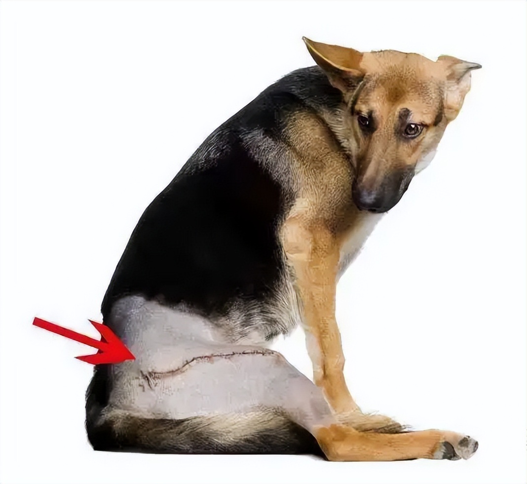 Knowledge about bone diseases in dogs iNEWS