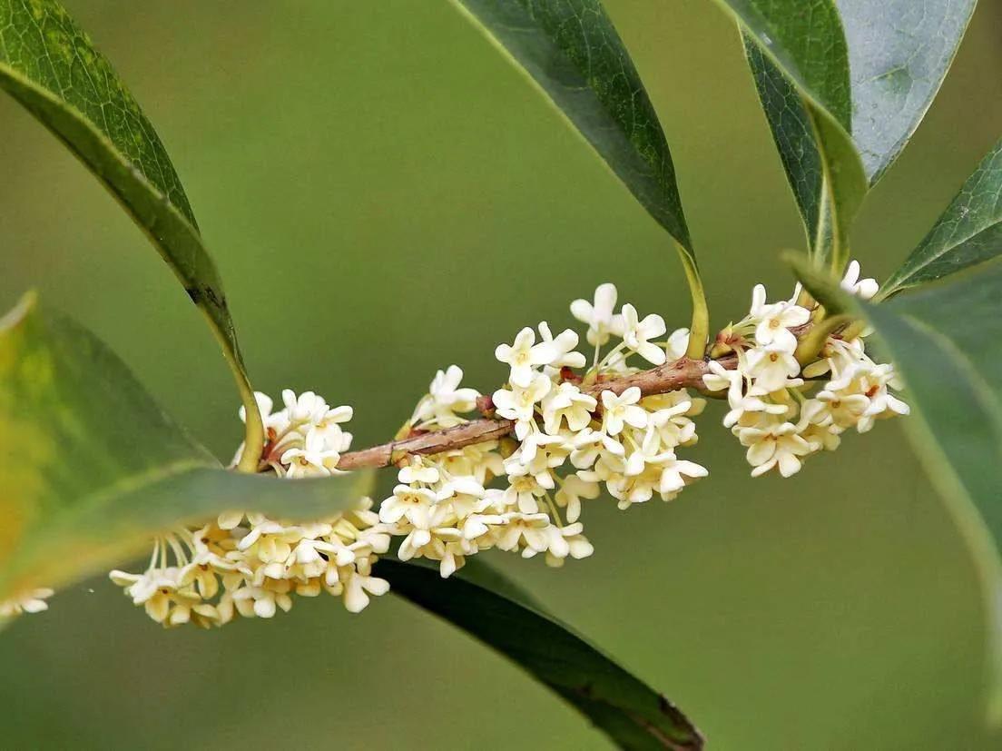 Chinese Osmanthus • Silver Osmanthus - iMedia