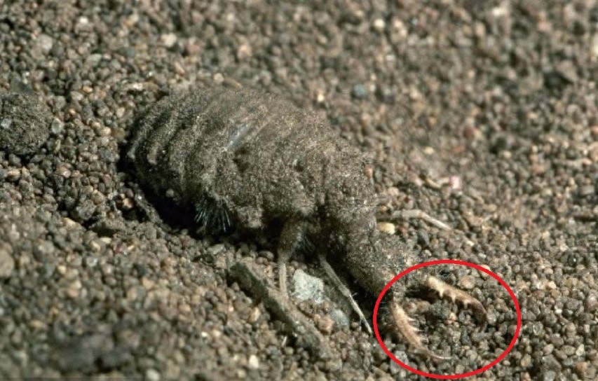 An animal without an anus, an antlion that only eats and doesn't poop