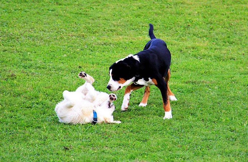 After the two dogs mate, why does the male dog turn around and run away