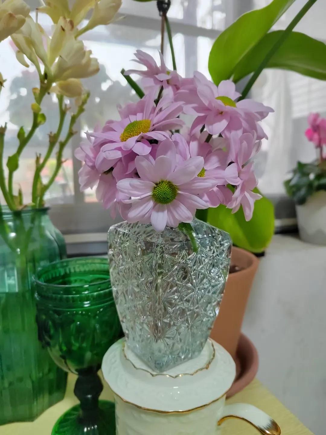 Net red chrysanthemum softte, flowers in two seasons a year, vases can