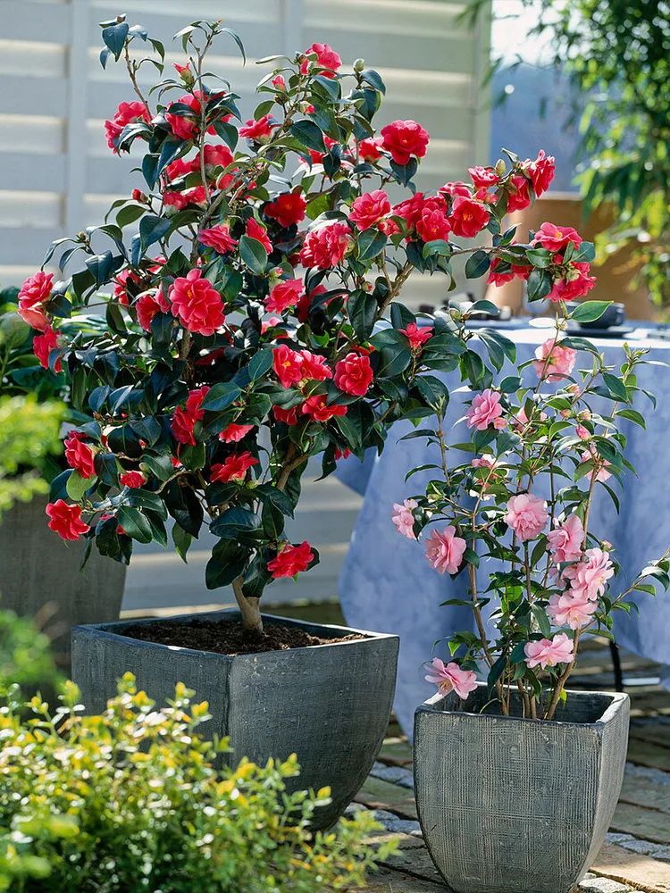 What kind of fertilizer should I choose for camellia trees? make it clear once iNEWS